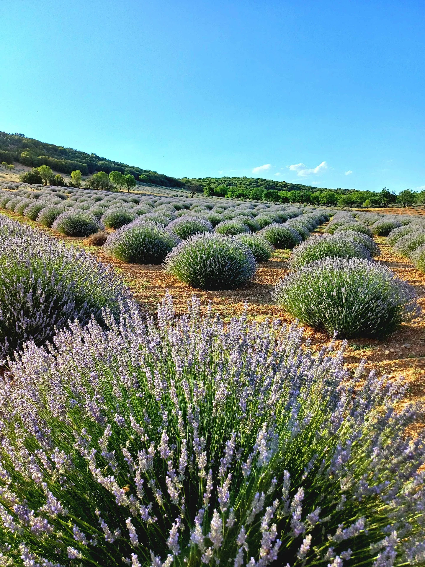Lavender Harvest and Lakes Tour from Kayseri route image 4