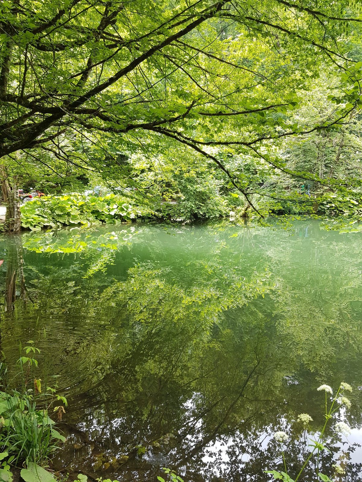 Yedigoller ormanı